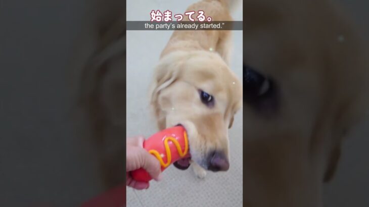 夢みたいな食べっぷり。【わんこのみかた】大型犬も大歓迎　犬のしつけ、ホテル、保育園