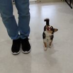 犬の幼稚園 のあくんとトレーニング