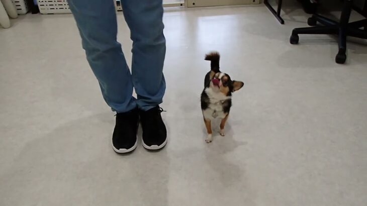 犬の幼稚園 のあくんとトレーニング