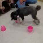 犬の幼稚園 アオくんとトレーニング