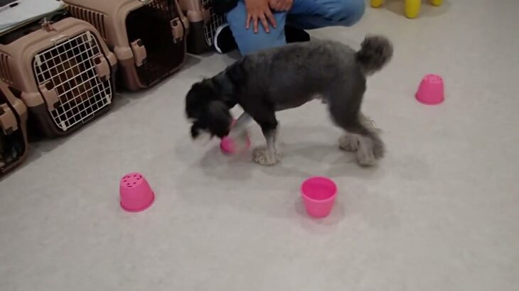 犬の幼稚園 アオくんとトレーニング