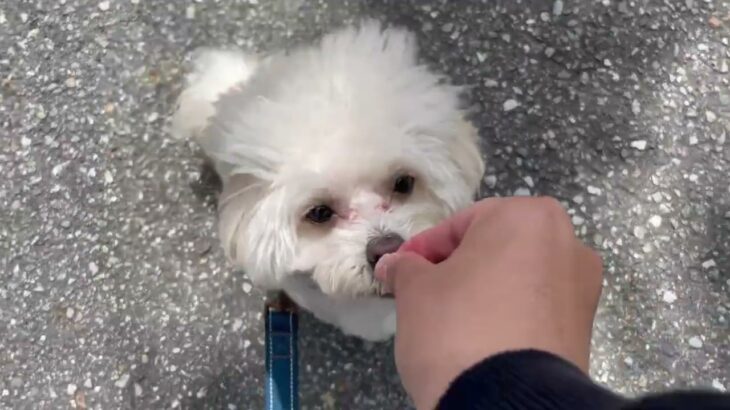 犬の幼稚園 空ちゃんとトレーニング
