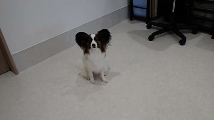 犬の幼稚園 ノエルくんとトレーニング