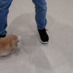 犬の幼稚園 にこまるくんとトレーニング