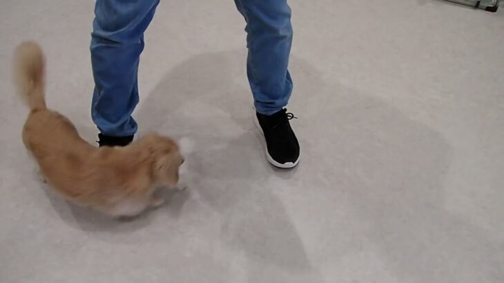 犬の幼稚園 にこまるくんとトレーニング