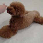 犬の幼稚園 たろうくんとトレーニング