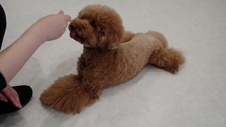犬の幼稚園 たろうくんとトレーニング