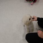 犬の幼稚園 空ちゃんとトレーニング