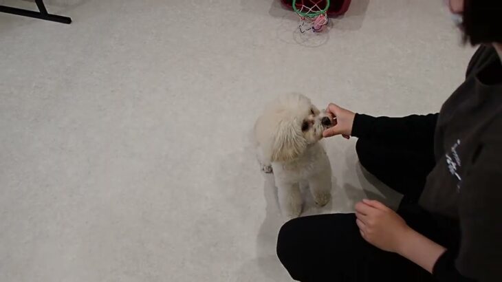 犬の幼稚園 空ちゃんとトレーニング