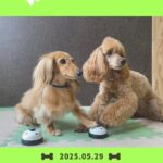 【犬の幼稚園】わんわんようちえん　木曜日のふれあいタイム