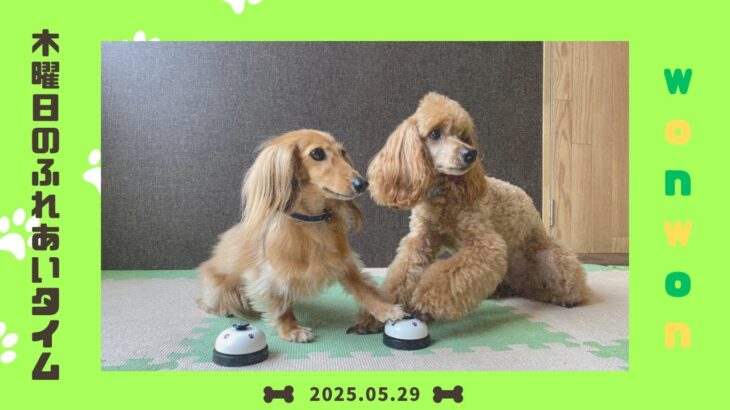 【犬の幼稚園】わんわんようちえん　木曜日のふれあいタイム