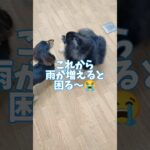 雨の日も元気よく😆🏫#こいぬ #可愛い #しつけ方 #犬のいる暮らし
