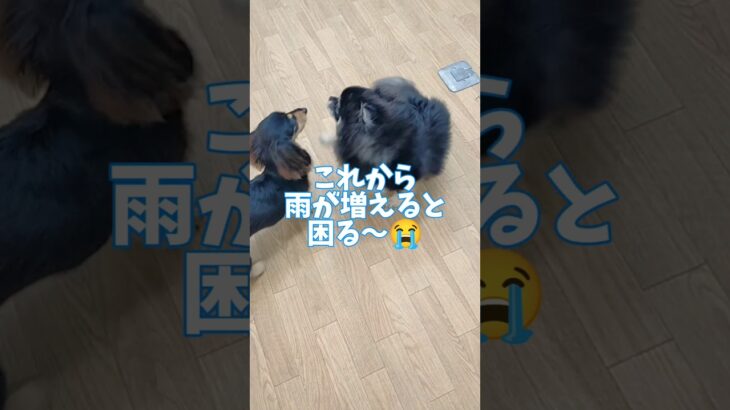 雨の日も元気よく😆🏫#こいぬ #可愛い #しつけ方 #犬のいる暮らし