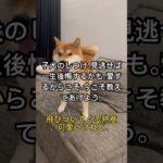 子犬のしつけ、見逃せば一生後悔するかも。#犬のしつけ  #子犬  #ゴールデンレトリバー  #柴犬  #コーギー  #甘噛み対策   #犬好きさんと繋がりたい  #しつけトレーニング