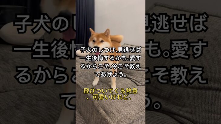 子犬のしつけ、見逃せば一生後悔するかも。#犬のしつけ  #子犬  #ゴールデンレトリバー  #柴犬  #コーギー  #甘噛み対策   #犬好きさんと繋がりたい  #しつけトレーニング