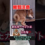 トイレの躾難しい😭教えて欲しい🥺　#犬　#可愛い犬　#動物　#しつけ