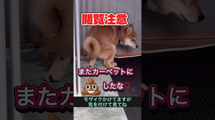 トイレの躾難しい😭教えて欲しい🥺　#犬　#可愛い犬　#動物　#しつけ