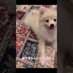 【ポメラニアン】おうちトレーニング風景【クイント】#ポメラニアン #しつけ #トレーニング #いぬのいる生活 #かわいい #推し活