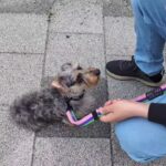 犬の幼稚園 ぎんくんとトレーニング
