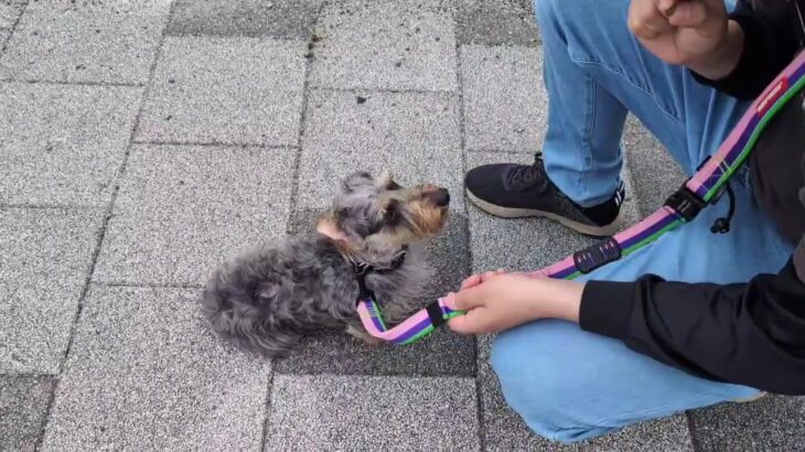 犬の幼稚園 ぎんくんとトレーニング