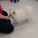犬の幼稚園 ユパくんとトレーニング