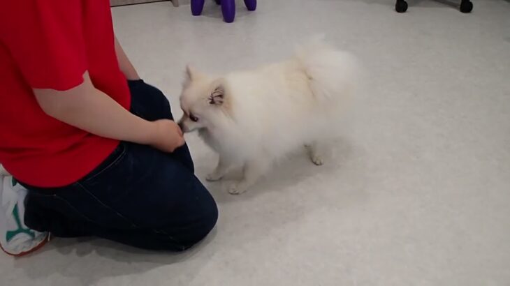 犬の幼稚園 ユパくんとトレーニング