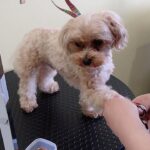 犬の幼稚園 ルークくんとトレーニング