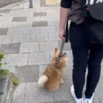 犬の幼稚園 くるみちゃんとトレーニング