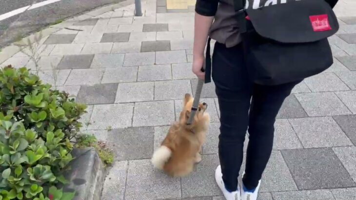 犬の幼稚園 くるみちゃんとトレーニング