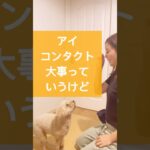 【ドッグトレーニング】アイコンタクトの教え方 #ドッグトレーナー #犬のトレーニング #いぬのいる生活 #お散歩 #いぬ #いぬのきもち #アイコンタクト #練習