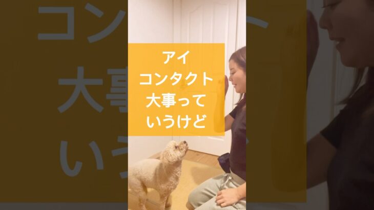 【ドッグトレーニング】アイコンタクトの教え方 #ドッグトレーナー #犬のトレーニング #いぬのいる生活 #お散歩 #いぬ #いぬのきもち #アイコンタクト #練習