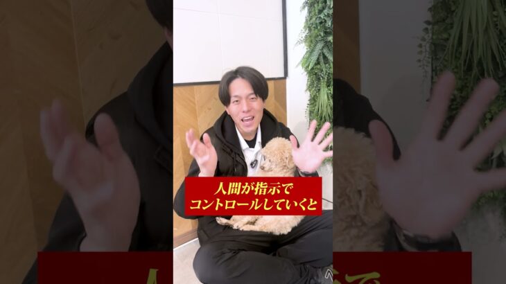 【犬しつけ】散歩中吠える時どうすればいい？