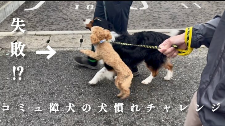 トイプードルの子犬の犬慣れチャレンジ【しつけ】【散歩】
