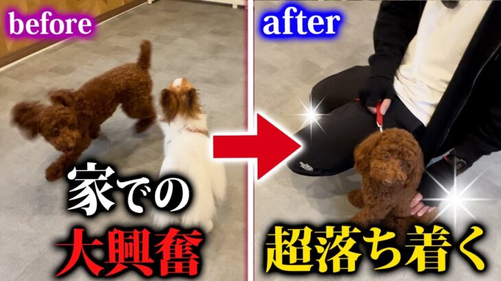 【犬しつけ】家で大興奮するトイプードルをドッグトレーナーが実践しつけ！