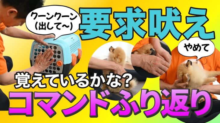 クレートトレーニング初心者でも簡単にできる方法♪