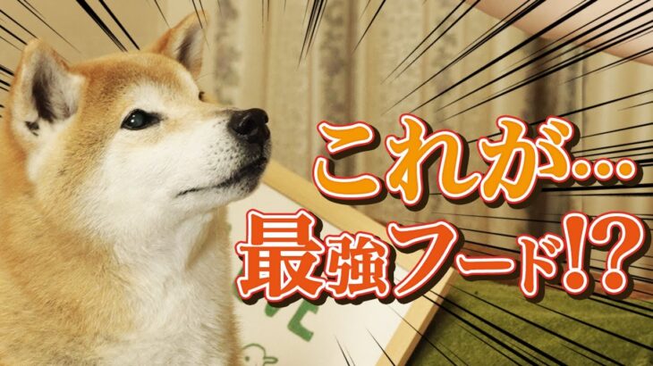 【ドッグフード】全てのワンちゃんにおススメです！！
