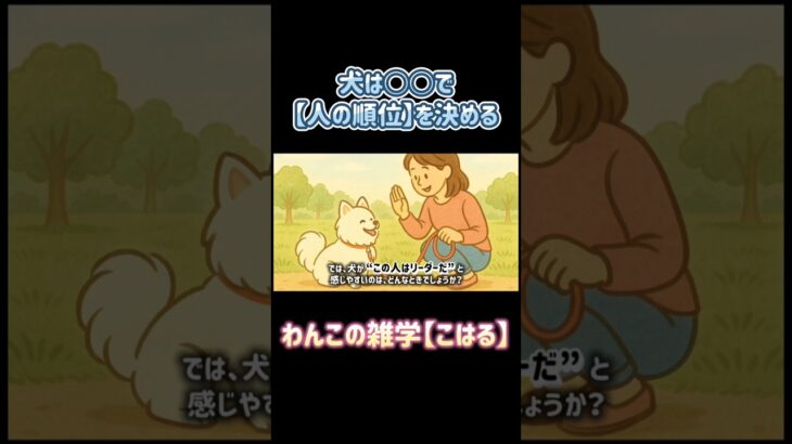 犬は毎日、あなたを見て“順位”を決めてるかも！？その行動、見られてます…！#犬の気持ち #わんこあるある #ポメラニアン#犬のしつけ #信頼関係 #犬好きと繋がりたい#絵本風アニメ #犬の性格