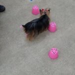 犬の幼稚園 花ちゃんとトレーニング