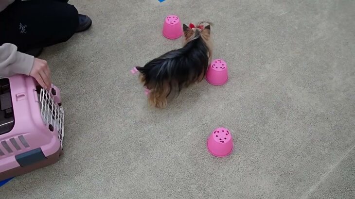 犬の幼稚園 花ちゃんとトレーニング