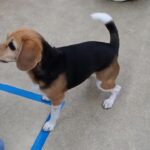 犬の幼稚園 ビオタンちゃんとトレーニング