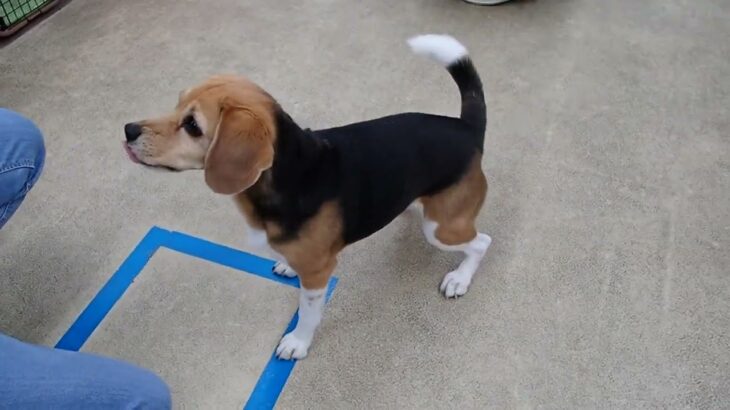 犬の幼稚園 ビオタンちゃんとトレーニング