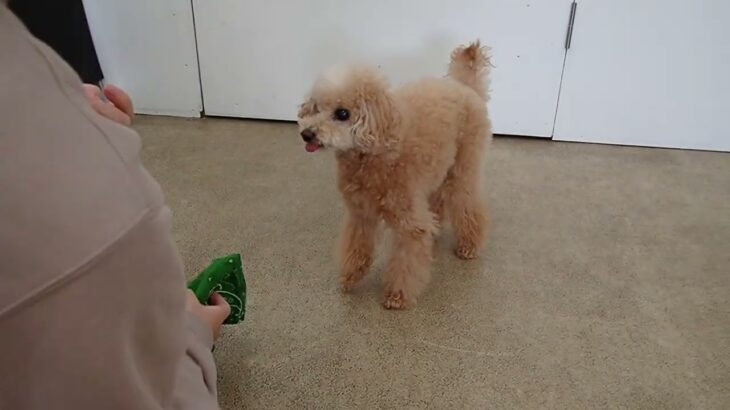 犬の幼稚園 ぴっぴちゃんとトレーニング
