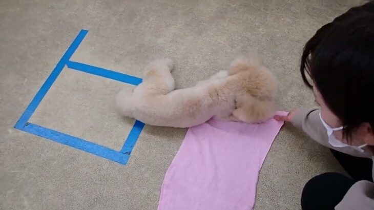 犬の幼稚園 レオくんとトレーニング