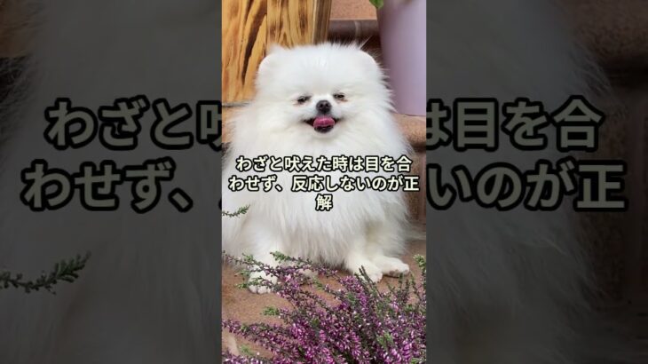 犬に伝わるしつけ