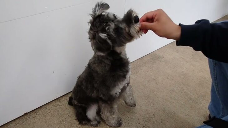 犬の幼稚園 ペペくんとトレーニング