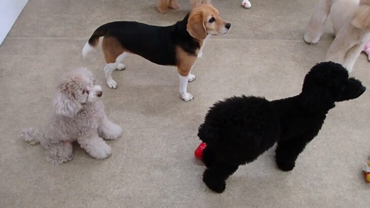 犬の幼稚園 ハニちゃんとトレーニング