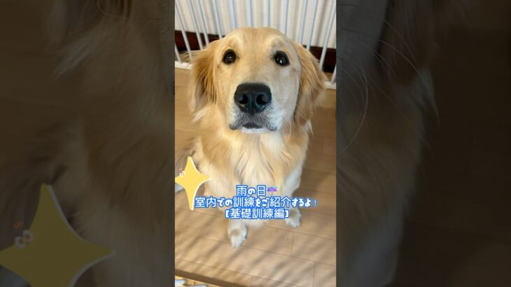 雨の日の過ごし方☔介助犬の訓練をご紹介！#介助犬　#クラウドファンディング #ゴールデンレトリバー #大型犬
