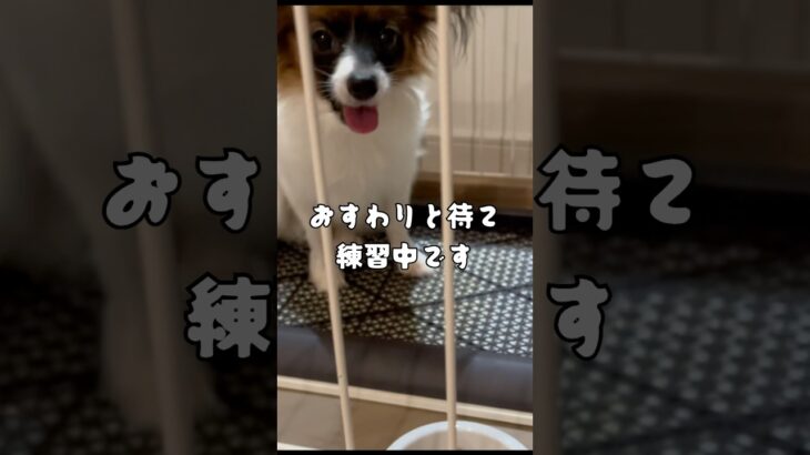 牛肉ちょこっとあげてみた🐶#犬のいる生活 #パピヨン #子犬#しつけ