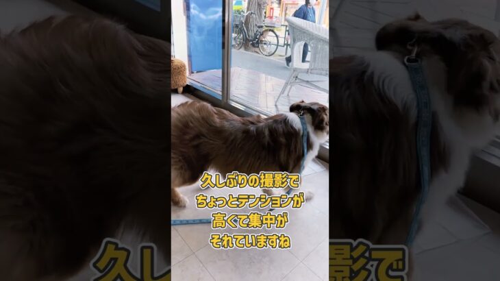 ケージ無しでもしっかり対応！トイレ誘導トレーニング風景！
