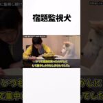 犬に監視さすな #宿題 #しつけ #大変